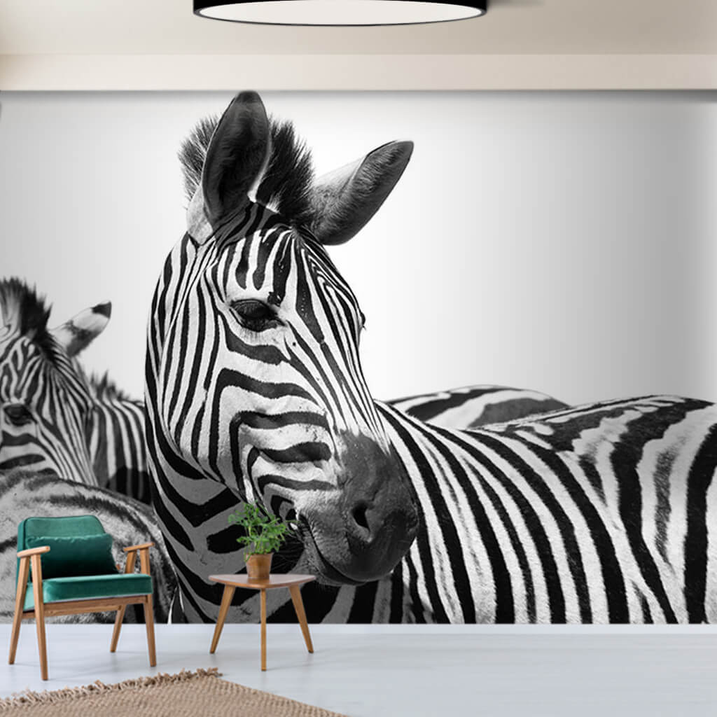 Siyah beyaz zebralar Afrika'nın vahşi hayvanları duvar kağıdı