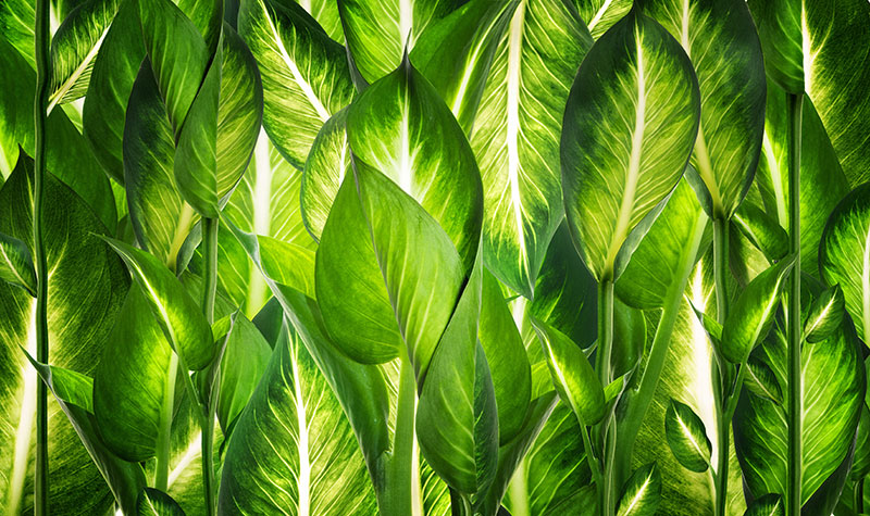 Doğal yeşil yapraklar soft 3D duvar kağıdı