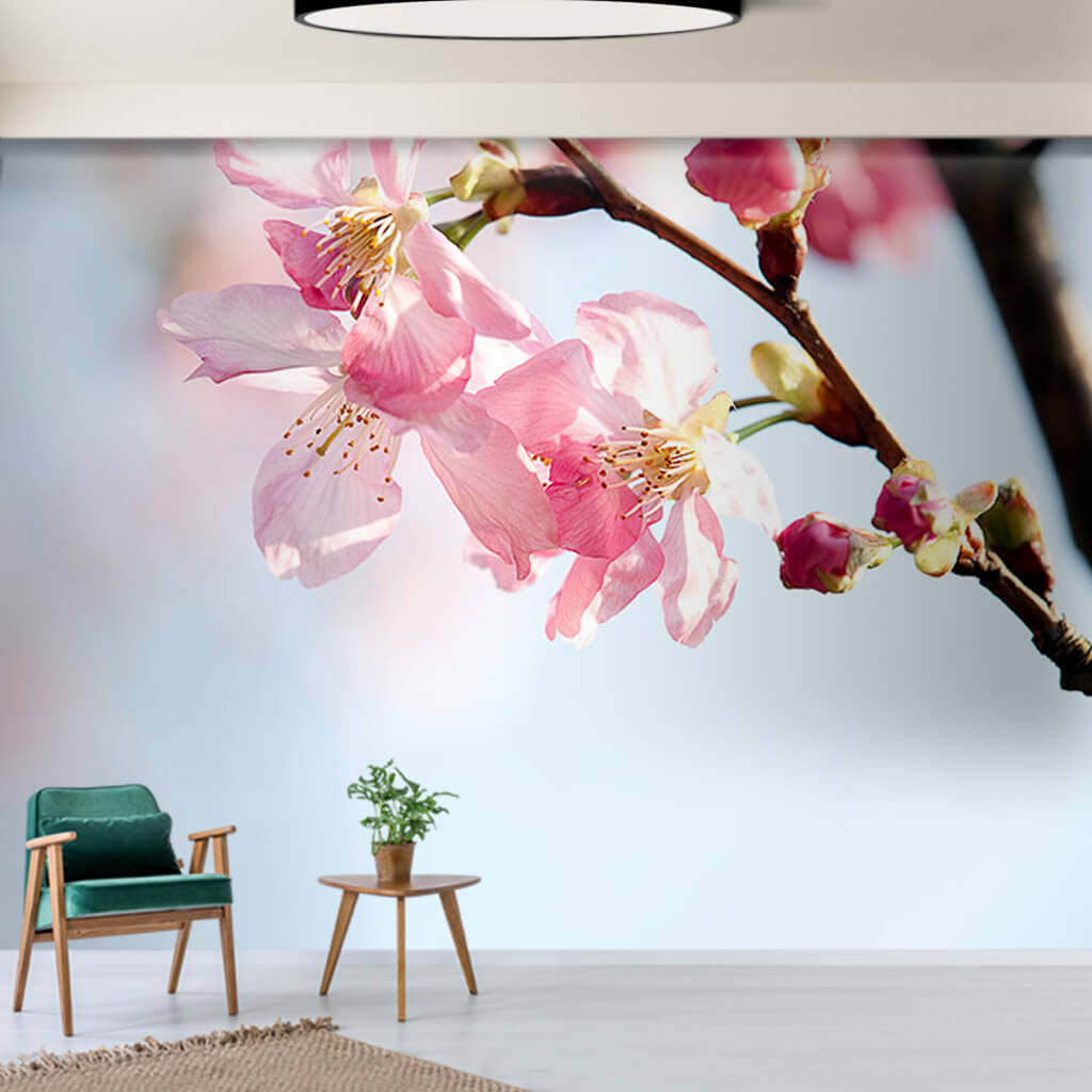 Soft pink white cherry blossoms sakura flowered wall mural