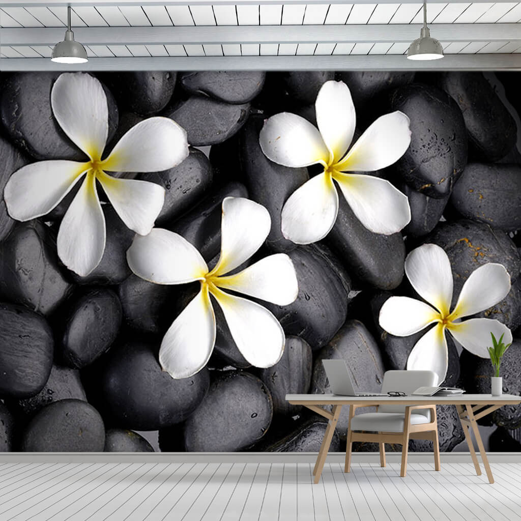 Siyah taşlar ve hanımeli yasemin beyaz frangipani duvar kağıdı