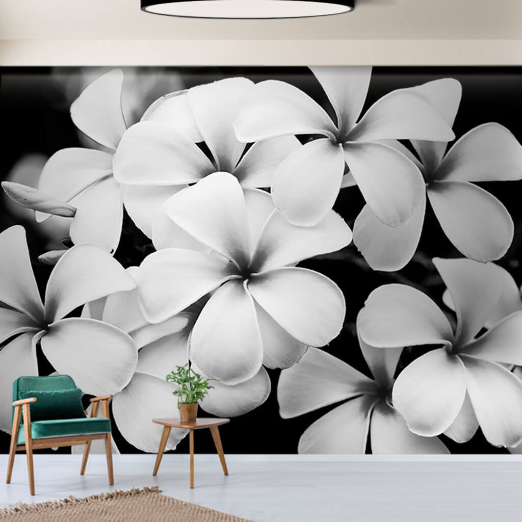 Siyah beyaz plumeria çiçekleri frangipani yasemin duvar kağıdı 