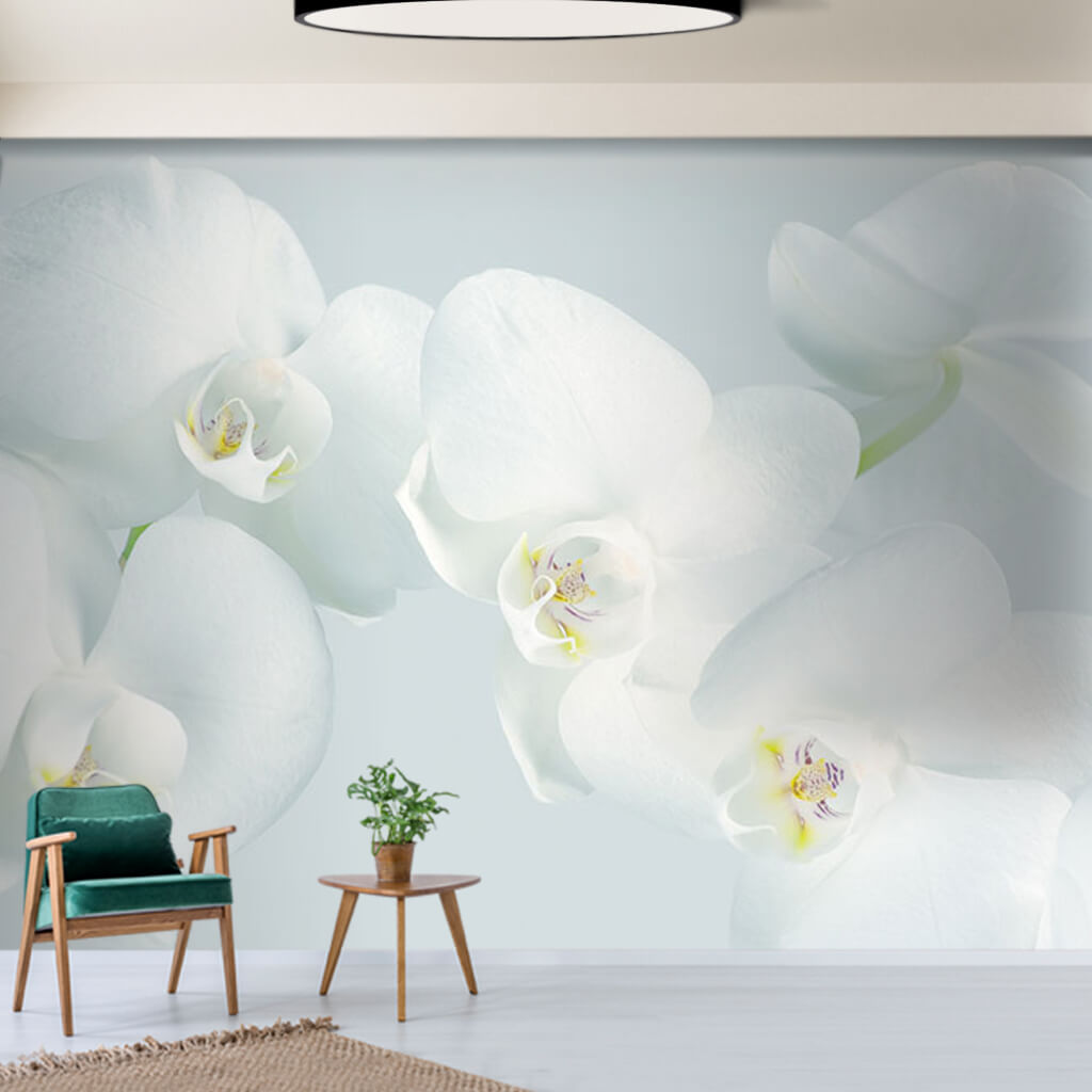 Masumiyet temalı beyaz orkide çiçekli duvar kağıdı