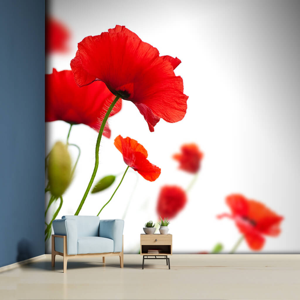 Red blooming poppy flowers in spring customizable wall mural