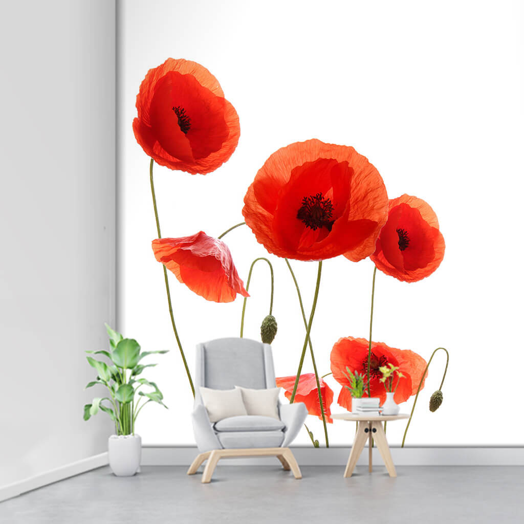 Red poppy flowers on white background customizable wall mural