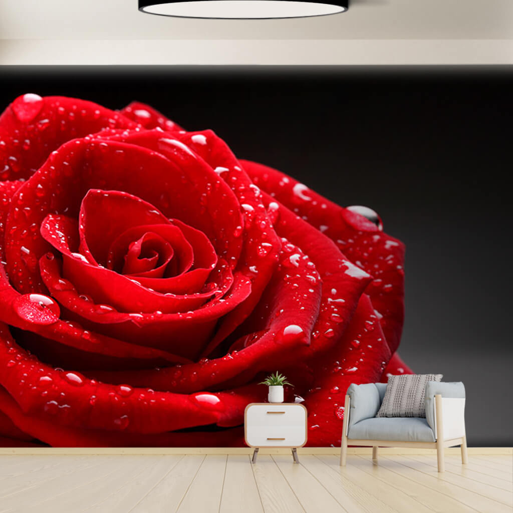 Red rose flower with dew drops romance themed wall mural