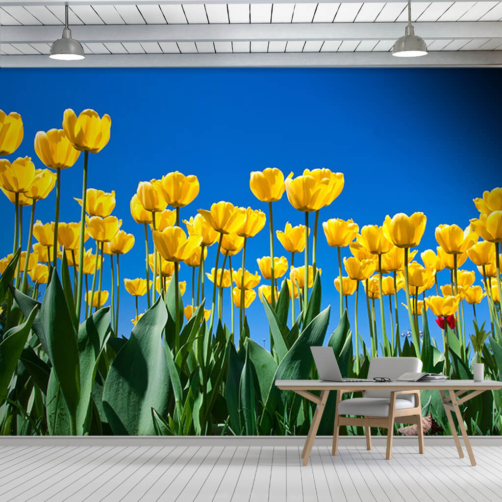 Bahar mevsiminde sarı lale bahçesi hollanda duvar kağıdı