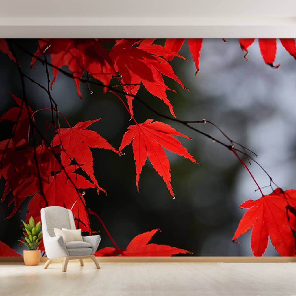 Red plane tree leaves autumn close-up custom wall mural
