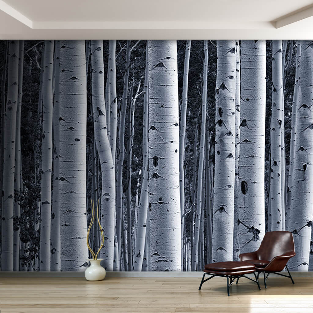 Siyah beyaz Huş ağacı gövdeleri ormanı ahşap duvar kağıdı
