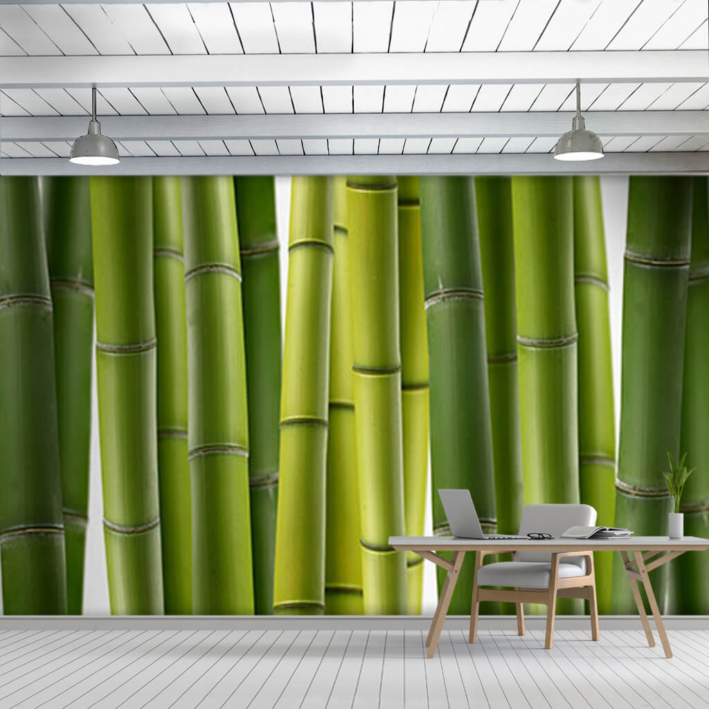 Yeşil bambu ağacı gövdeleri panoramik ahşap duvar kağıdı