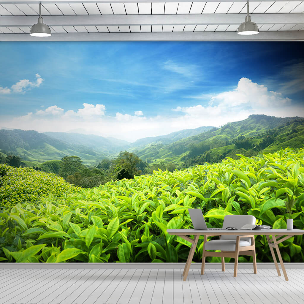 Vadiye bakan yamaçta yeşil çay tarlaları manzara duvar kağıdı