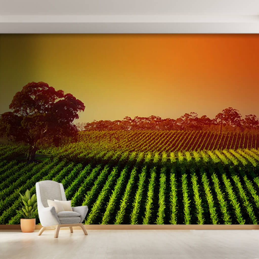 View of sunset landscape in a field of vineyard wall mural