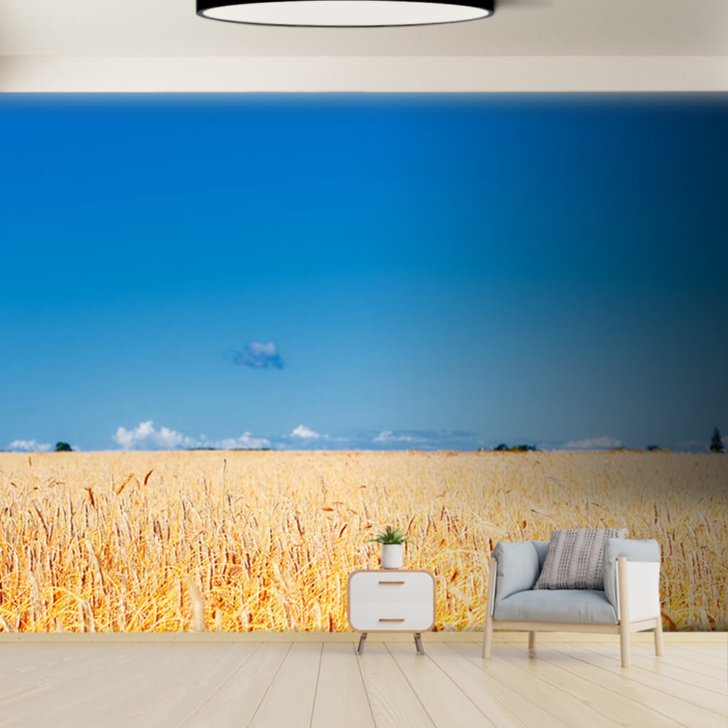 Wheat barley field yellow ears and sky custom wall mural