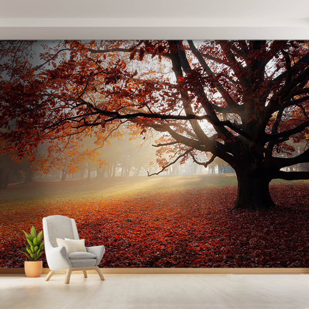 Big sycamore with red autumn leaves custom wall mural