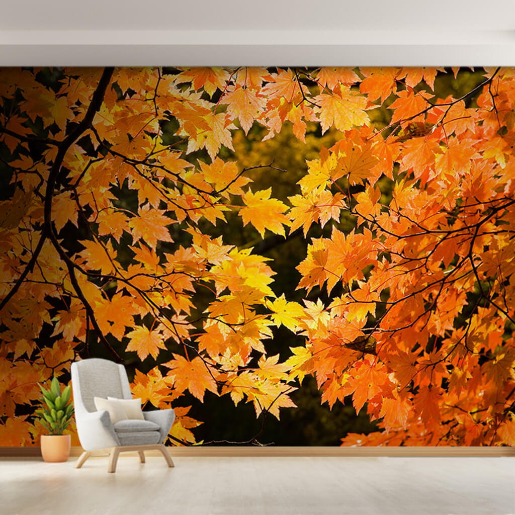 Yellow plane-tree leaves at Autumn season nature wall mural