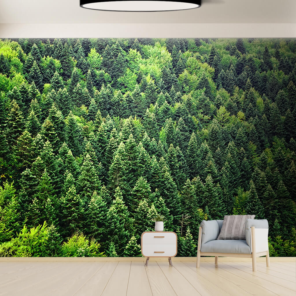 Panoramic pine forest nature landscape custom wall mural