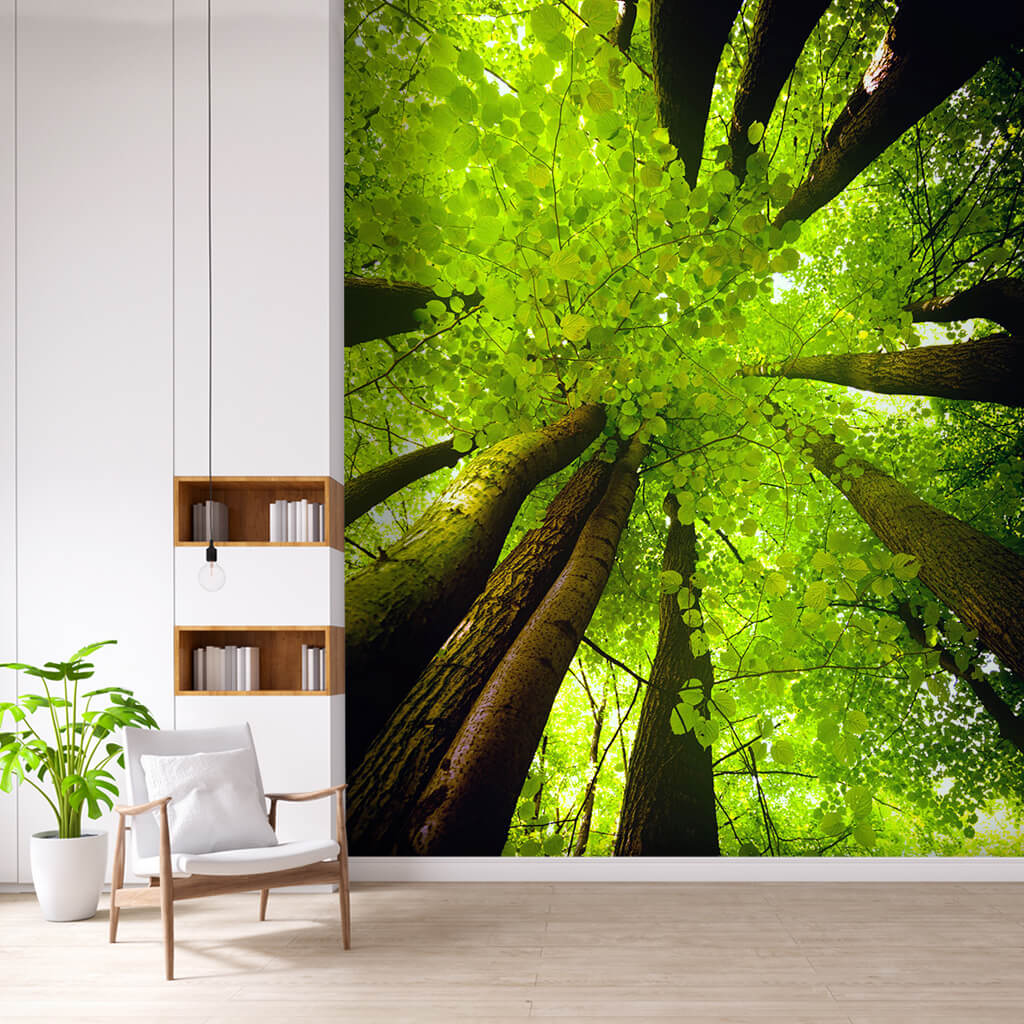 Green beech trees from bottom view canopy ceiling wall mural