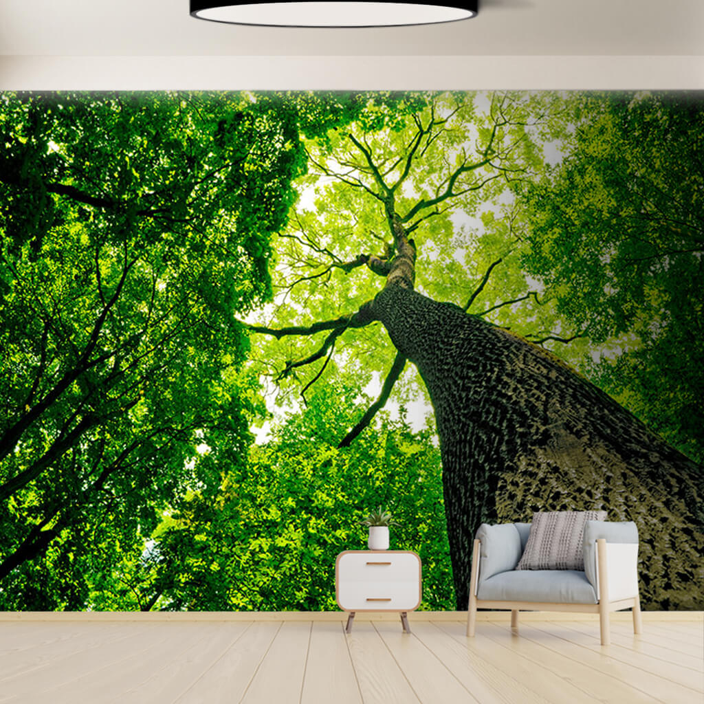 View from below green tree in forest ceiling wall mural