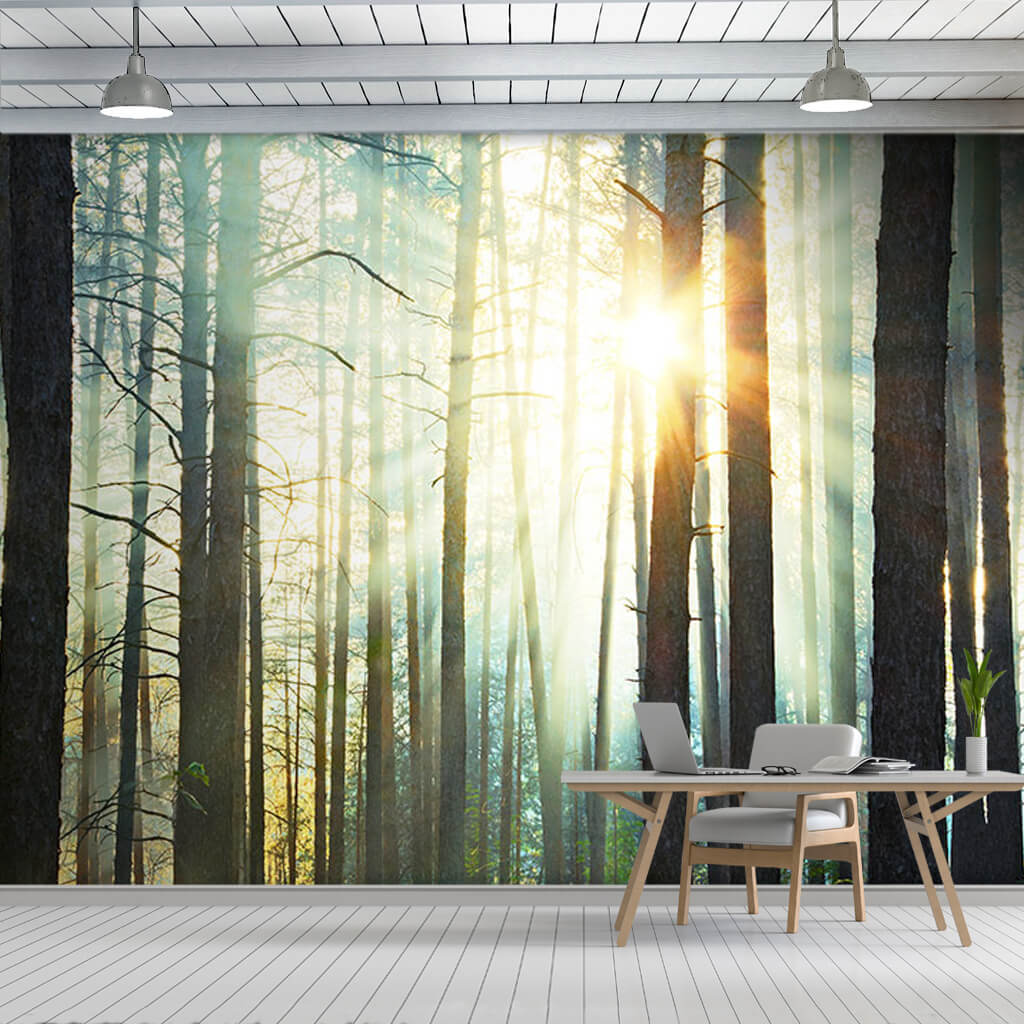 Ormanda ağaçlar arasından sızan gün ışığı manzara duvar kağıdı