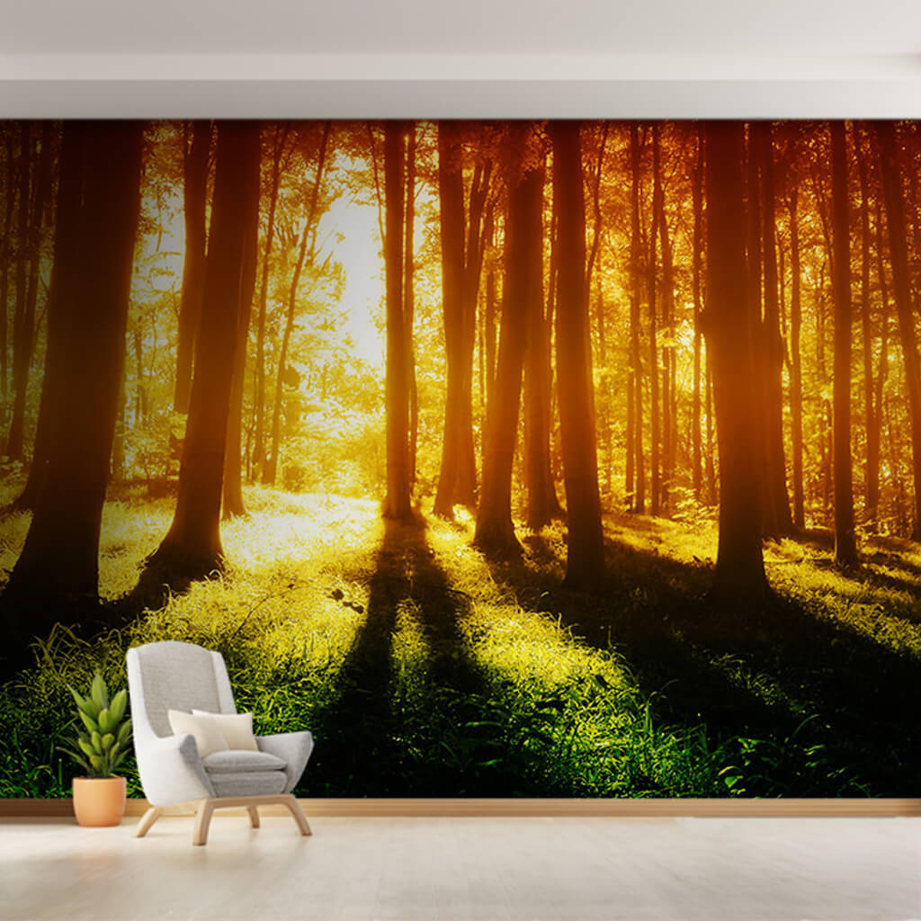Forest and tree shadows at sunset scalable custom wall mural